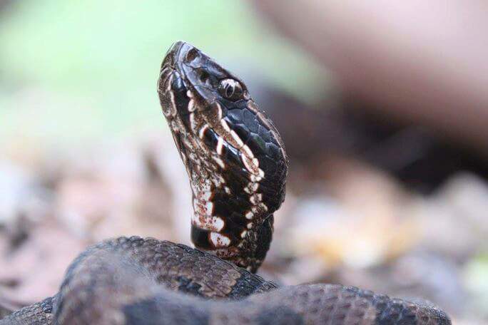 cottonmouth baby snake