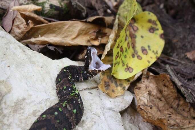 cottonmouth baby snake open mouth