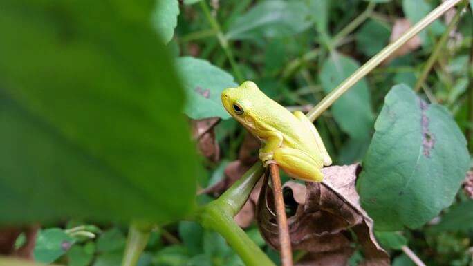 Green tree from on vine with leaves