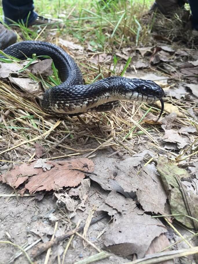 Grey ratsnake on ground with leaves