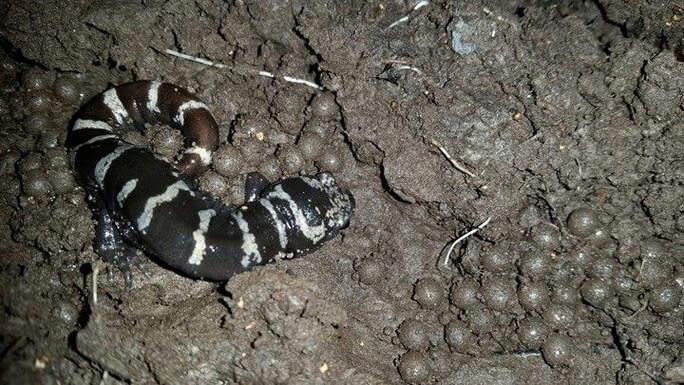 Marbled salamander next to nest