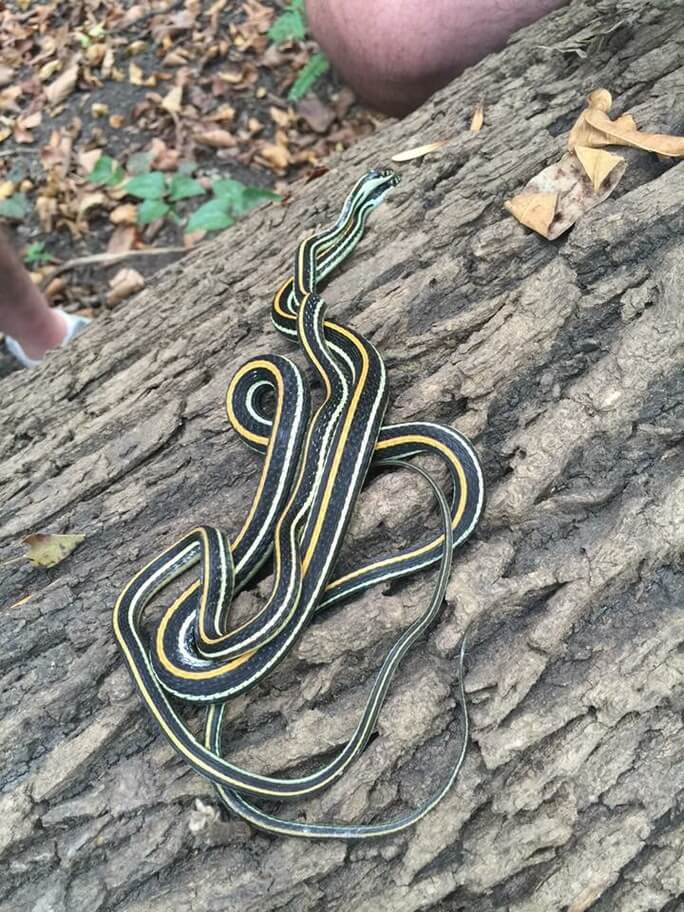 Ribbon snake on tree bark