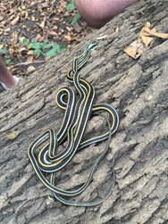 Ribbon snake on tree bark
