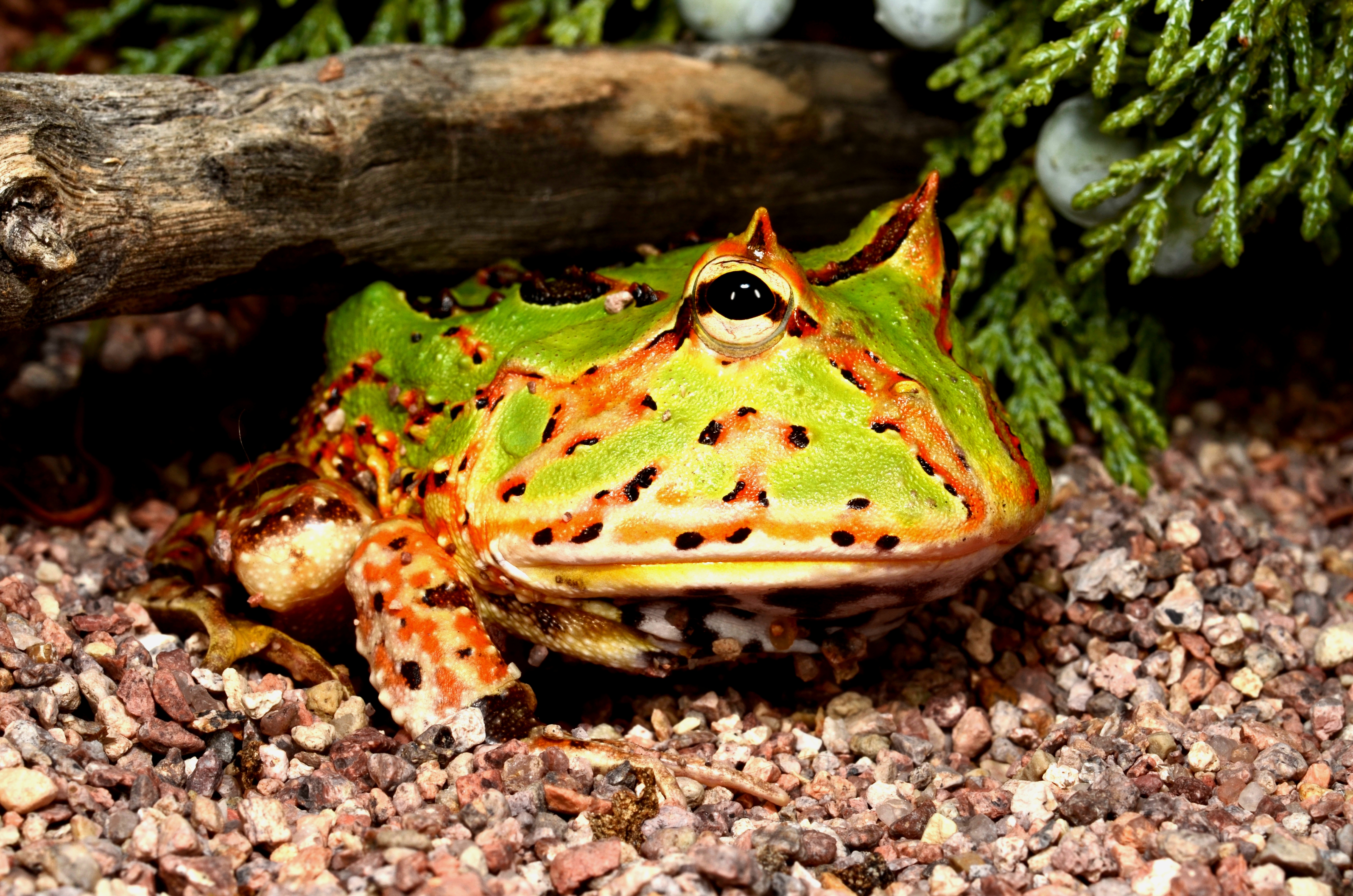 south american horned frog (ceratophrys) sitting on small rocks under a log