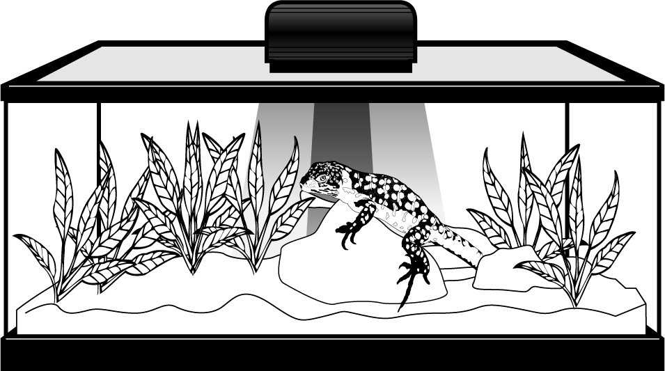 Drawing of lizard in zilla terrarium showing red colored heat rays and yellow colored light rays