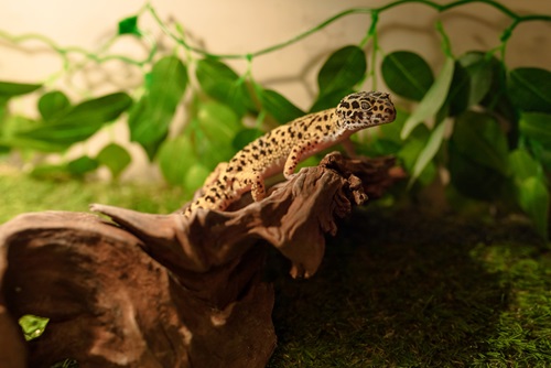 How to provide the BEST HEAT for your REPTILES 