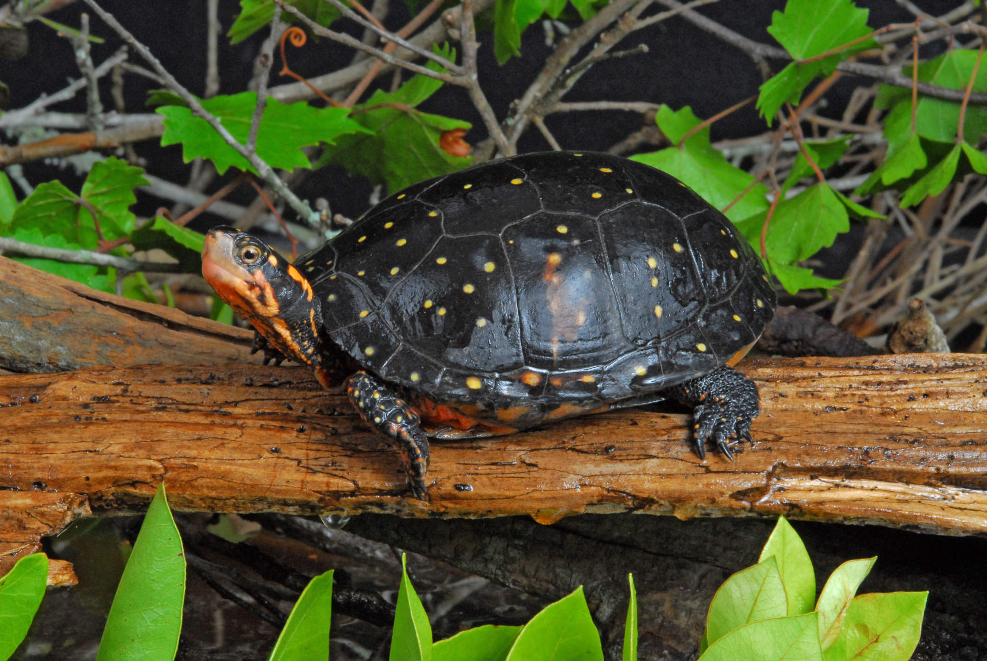 a turtle sitting on a log with its neck stretched and looking at the camera