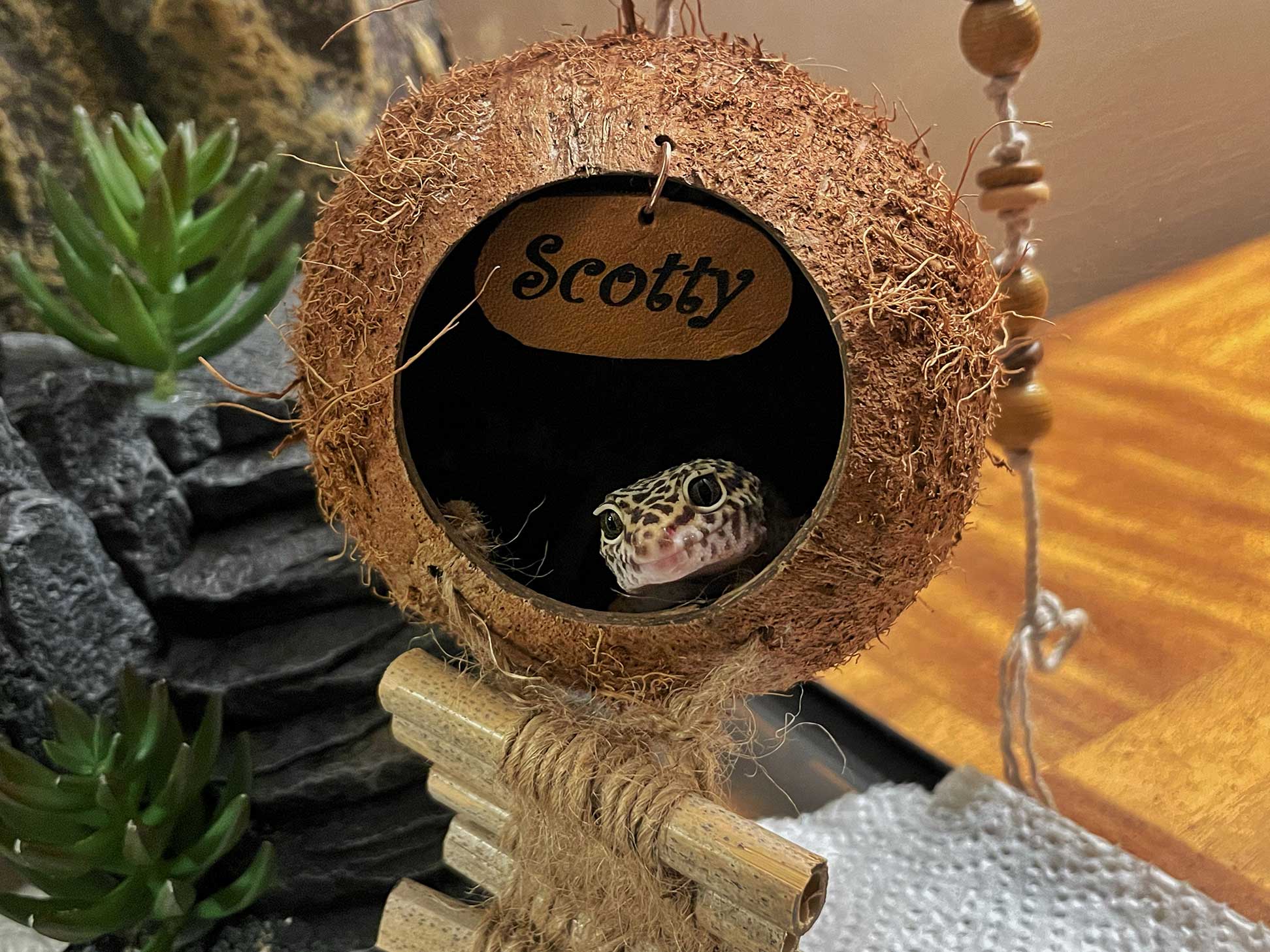 Scotty-in-habitat-web