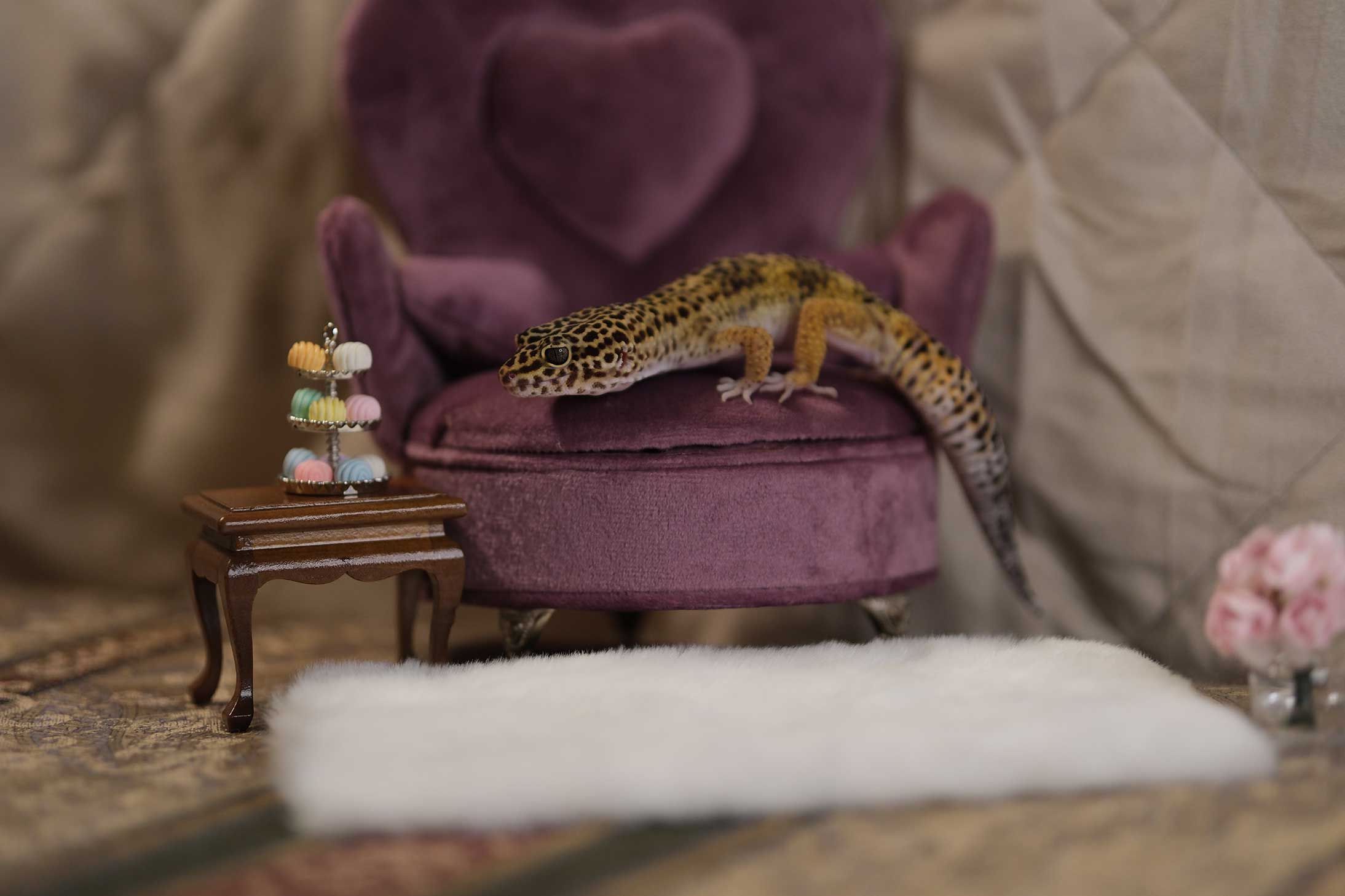 Scotty-the-Gecko-at-Tea-Time-web