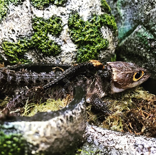 Zilla Lab Spotlight