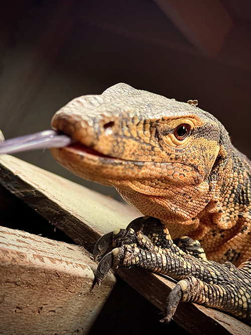 mango-asian-water-lizard