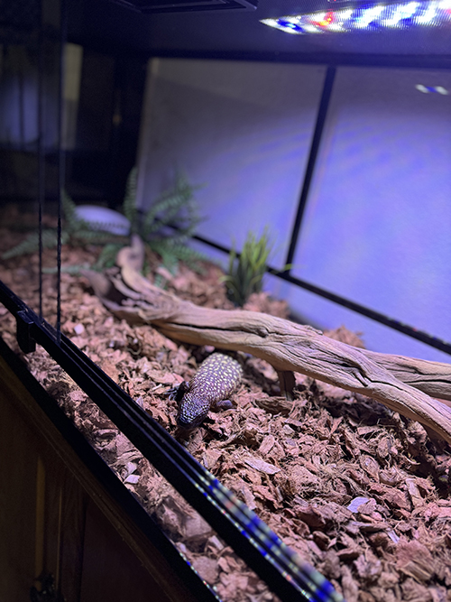 zilla-quick-build-terrarium