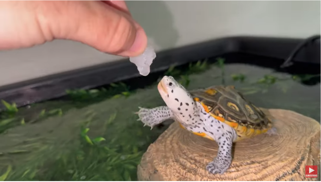 Mr_Snow_Eating_Shrimp