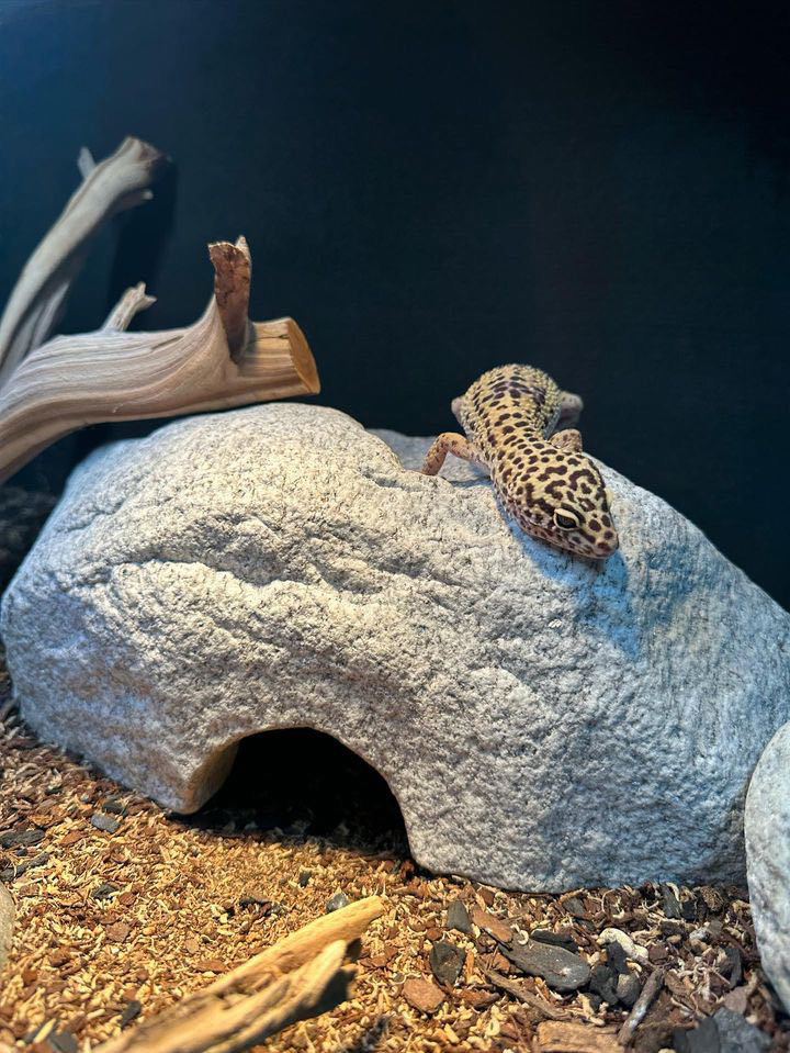 Gecko_basking_under_Zilla_Heat_Projector_Lamp_2