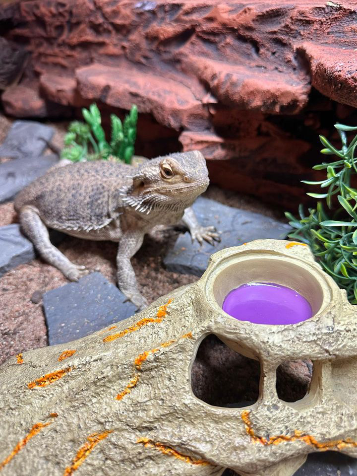 Smaug_Rapid_Sense_Decor_1