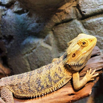 How to Start Keeping Bearded Dragons