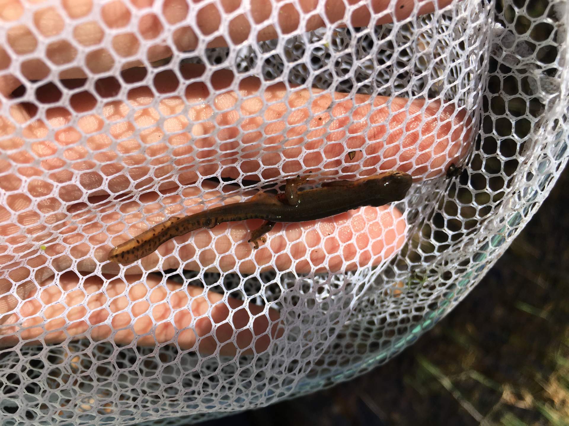 eastern newt inside netting outside field herping