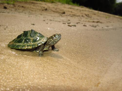 Zilla Best Pet Turtles for Beginners Blog