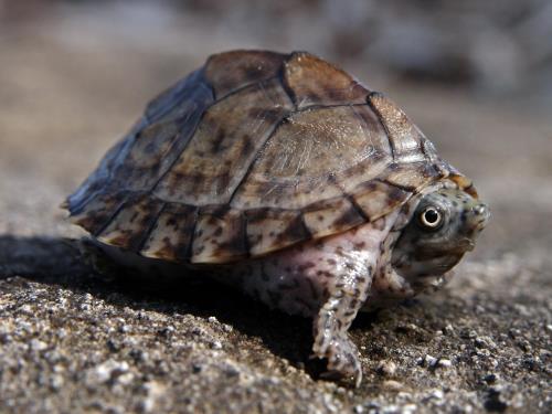 8 [Small Turtles] That Make Great Pets - All Turtles