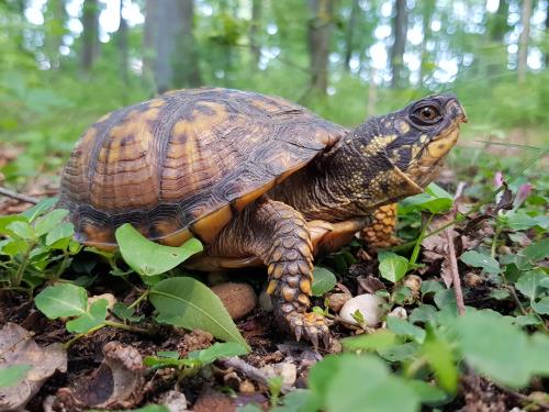 Zilla Best Pet Turtles for Beginners blog