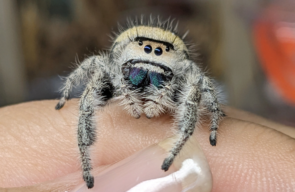 Regal Jumping Spider (Phidippus regius) - Available Jumping Spiders - Jumping Spiders for Sale, Pet Store