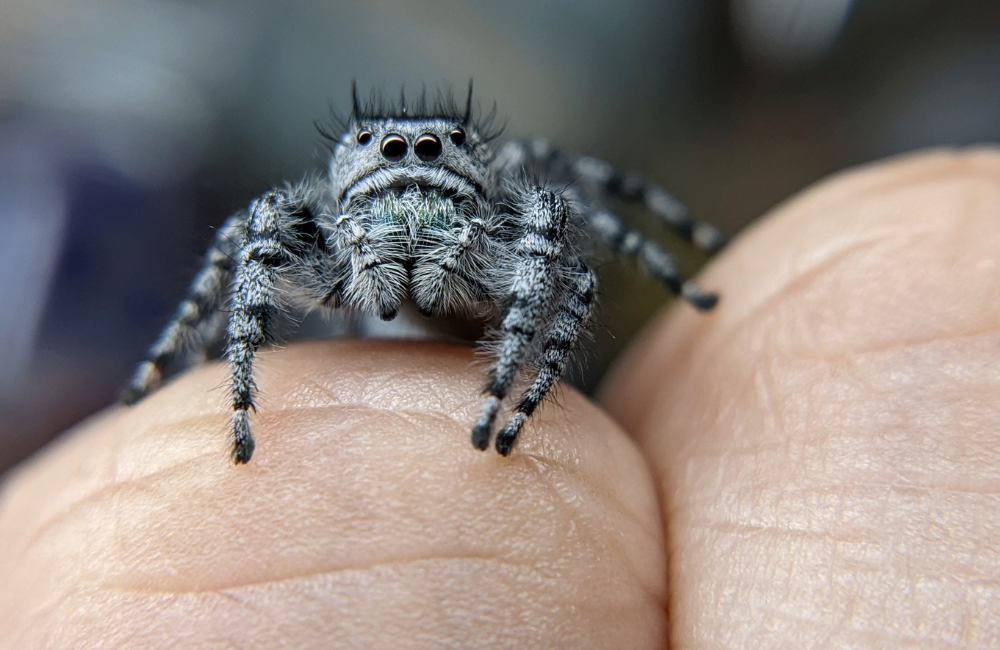 Spider Close Up 2