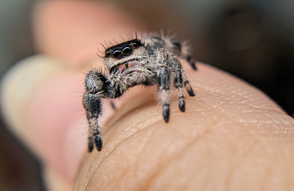 Spider Close Up 3