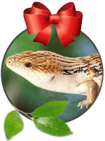 blue tongue skink with a red bow on top