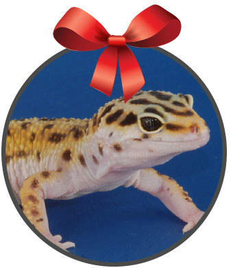 leopard gecko with a red bow on top