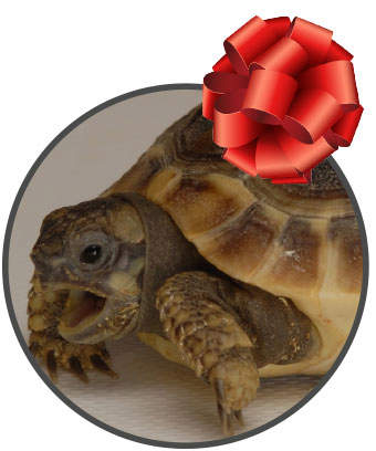 tortoise with a red bow on top