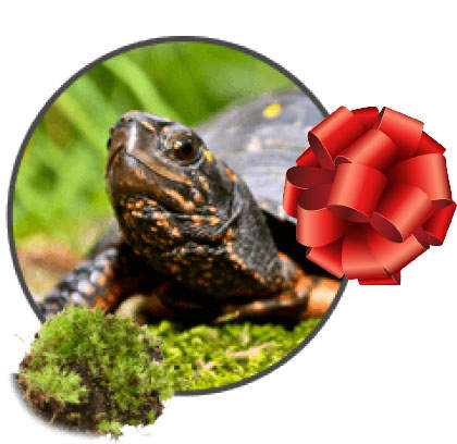 turtle in the grass with a red bow on the right side