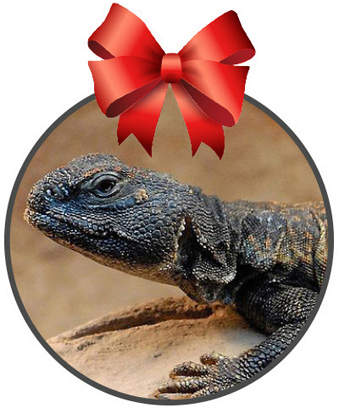 showing head and hands of a uromastyx lizard, posing on a rock with a red bow on top