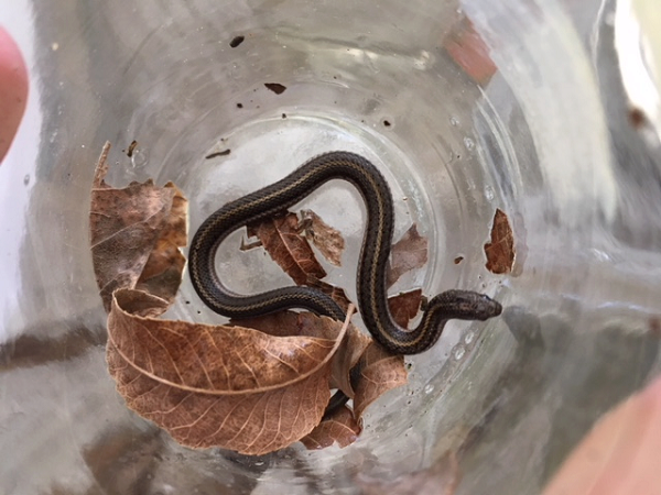 Texas Lined Snake (Tropidoclonion lineatum texanum) in a glass jar