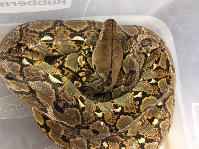 young Reticulated Python (Python reticulatus) 