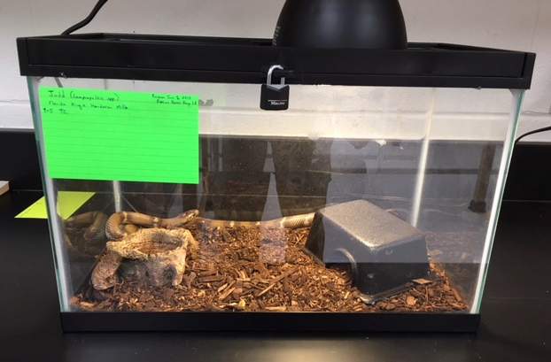 hybrid, half Florida Kingsnake (Lampropeltis getula floridana) and half Honduran Milk Snake (Lampropeltis triangulum hondurensis) inside terrarium