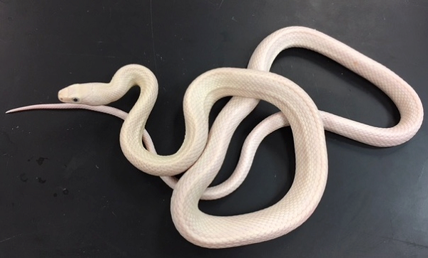 A leucistic Black Rat Snake (pantherophis obsoleta)