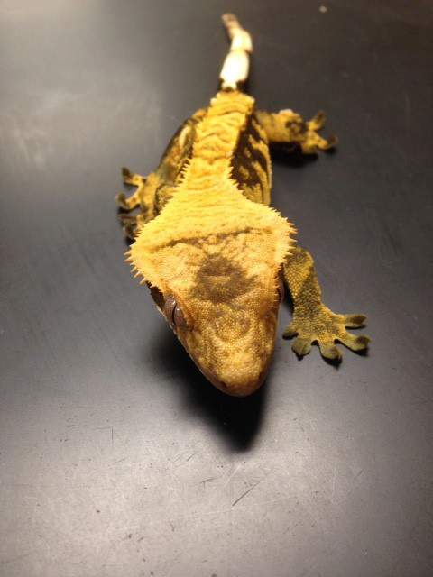 male crested gecko (Correlophus ciliatus) 