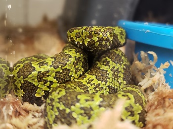 Zilla Reptiles Snake