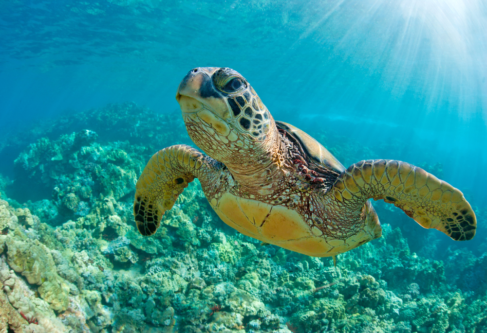 shutterstock_337861145