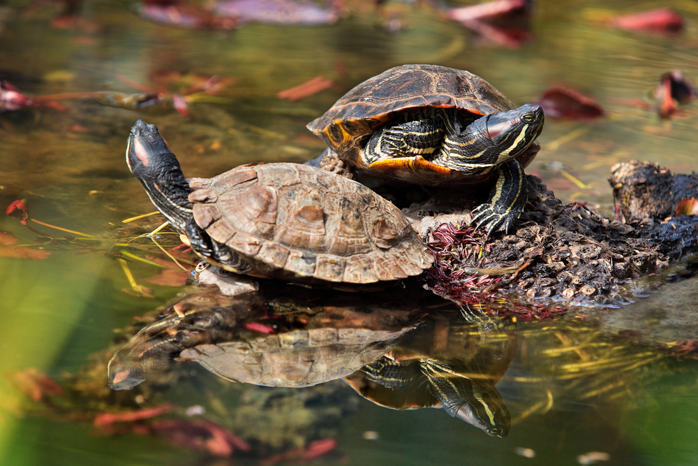 Aquarium Cleaning Checklist