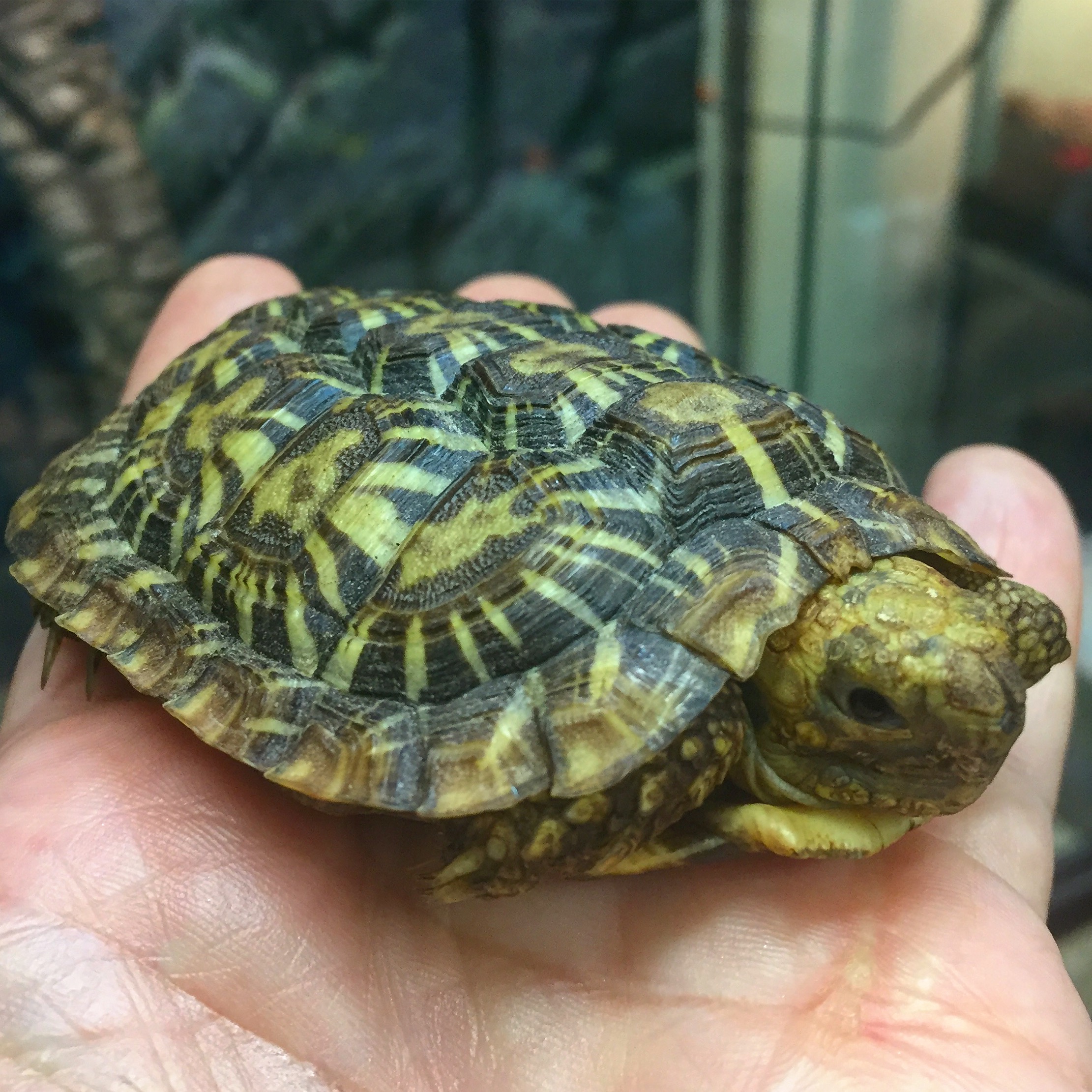 Pancake tortoise in the palm of a person's hand