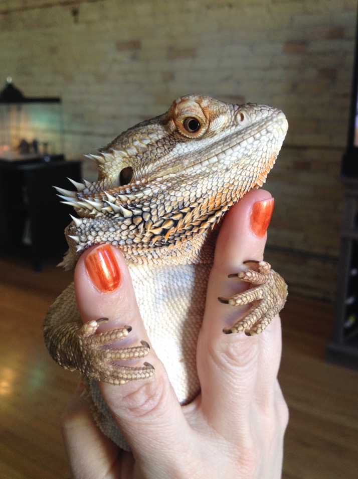 Bearded dragon in a person's hand holding on to their fingers