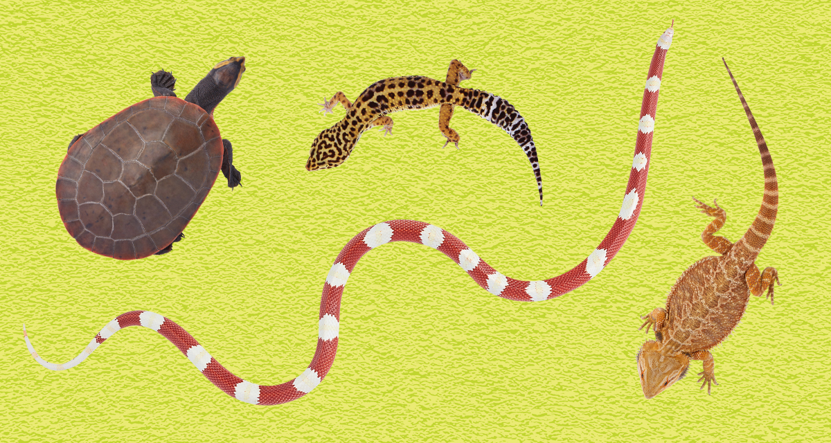4 reptiles: snake, bearded dragon lizard, turtle and chameleon