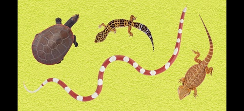 Picture of 4 reptiles: snake, bearded dragon lizard, turtle and chameleon