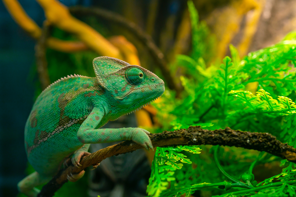 shutterstock_2013311900