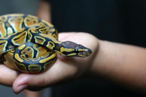 Zilla blog types of pet snakes ball python