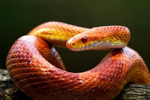 Zilla blog types of pet snakes corn snake