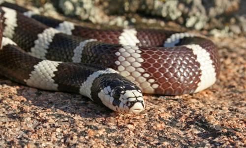 7 Pet Snakes That Stay Small - AZ Animals