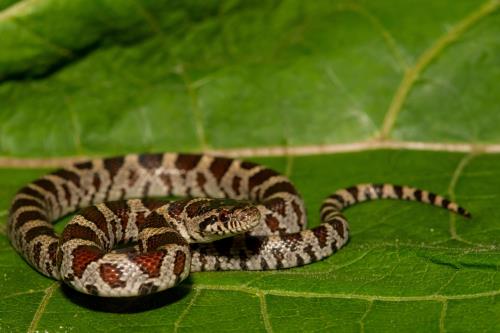 5 Types of Small Pet Snakes For Reptile Lovers