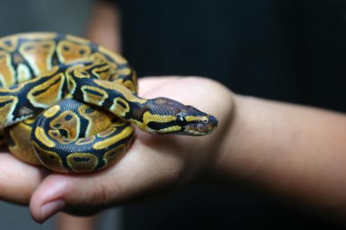 zilla blog types of reptiles